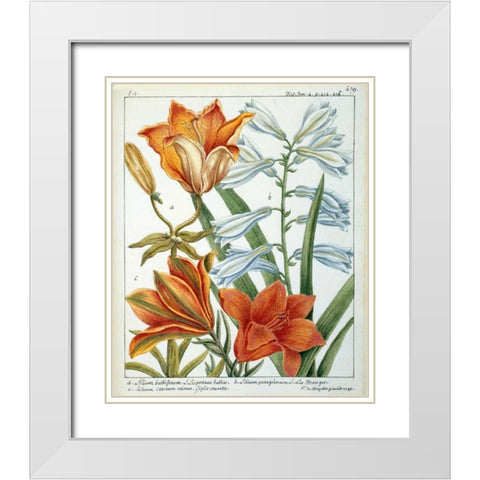 Lilium Bulbiferum White Modern Wood Framed Art Print with Double Matting by De Chazelles, Laurent