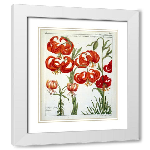 Lilium Martagon White Modern Wood Framed Art Print with Double Matting by De Chazelles, Laurent
