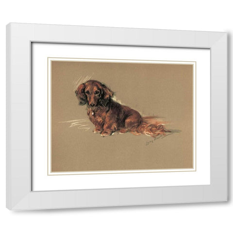 Daschund, Robin White Modern Wood Framed Art Print with Double Matting by Dawson, Lucy