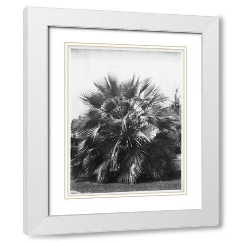 Blue Palm Tree, c1910 White Modern Wood Framed Art Print with Double Matting by Anonymous
