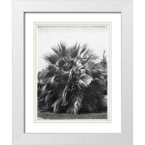 Blue Palm Tree, c1910 White Modern Wood Framed Art Print with Double Matting by Anonymous