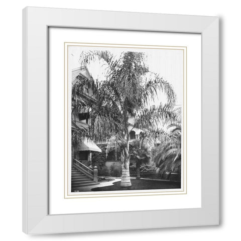 Palm, Cocos Plumosos, L.A., c 1910 White Modern Wood Framed Art Print with Double Matting by Anonymous