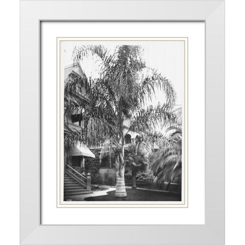Palm, Cocos Plumosos, L.A., c 1910 White Modern Wood Framed Art Print with Double Matting by Anonymous