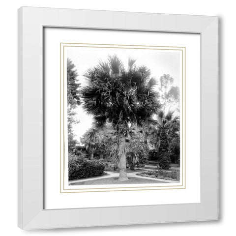Palm. L.A. Park, c1910 White Modern Wood Framed Art Print with Double Matting by Anonymous