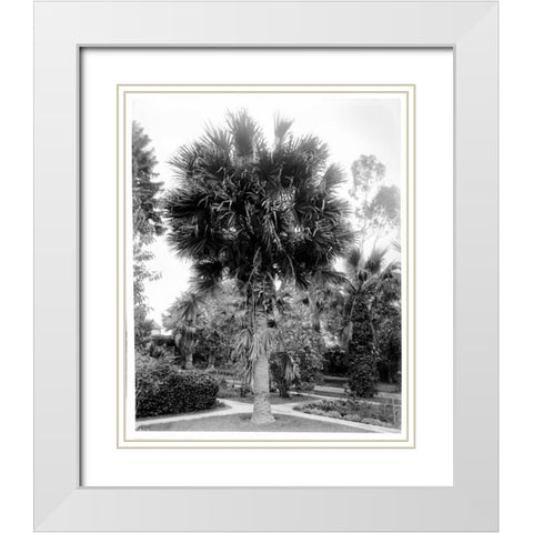 Palm. L.A. Park, c1910 White Modern Wood Framed Art Print with Double Matting by Anonymous