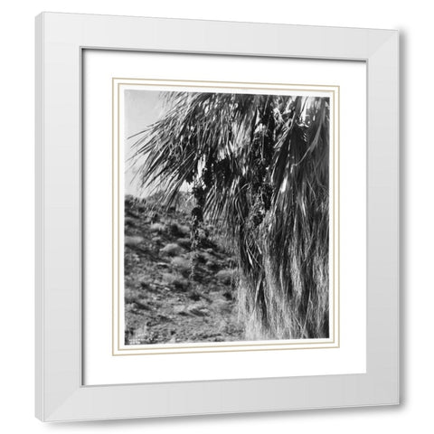 Fan Palm, Fruit, c 1910 White Modern Wood Framed Art Print with Double Matting by Anonymous