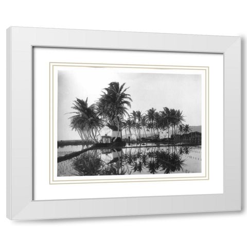 Palms, Hawaiian Rice Paddies, 1907 White Modern Wood Framed Art Print with Double Matting by Anonymous