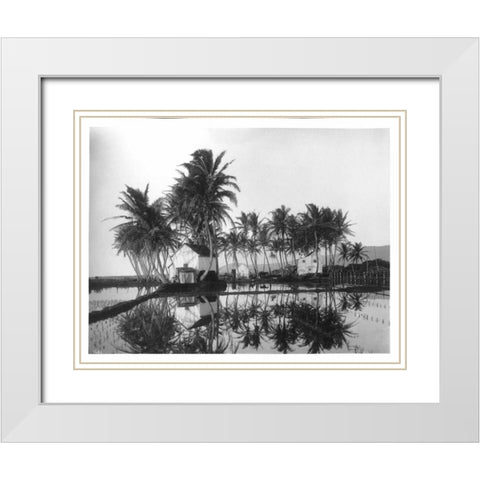 Palms, Hawaiian Rice Paddies, 1907 White Modern Wood Framed Art Print with Double Matting by Anonymous