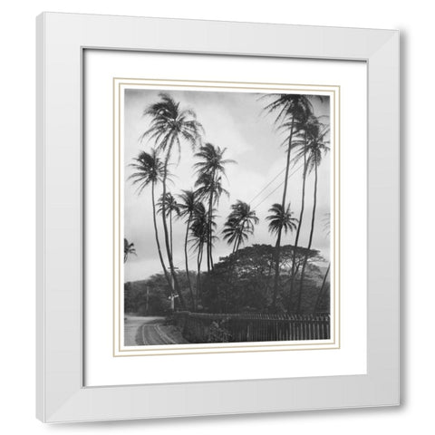 Coconut Palms, Honolulu, 1907 White Modern Wood Framed Art Print with Double Matting by Anonymous