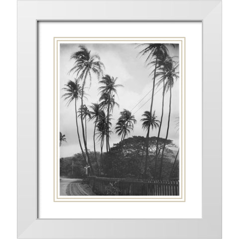 Coconut Palms, Honolulu, 1907 White Modern Wood Framed Art Print with Double Matting by Anonymous