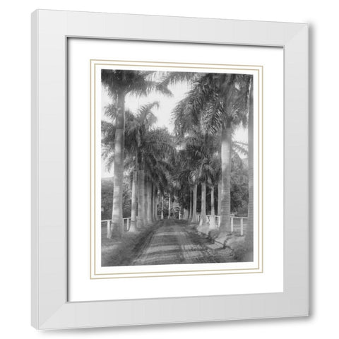 Royal Palm Ave, Honolulu, 1907 White Modern Wood Framed Art Print with Double Matting by Anonymous