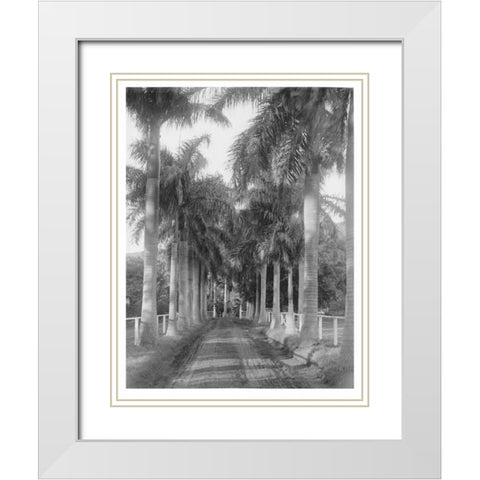 Royal Palm Ave, Honolulu, 1907 White Modern Wood Framed Art Print with Double Matting by Anonymous