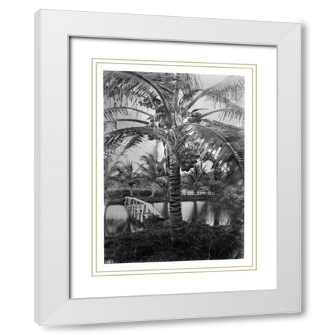 Coconut Palm, Hawaii, 1907-20 White Modern Wood Framed Art Print with Double Matting by Anonymous