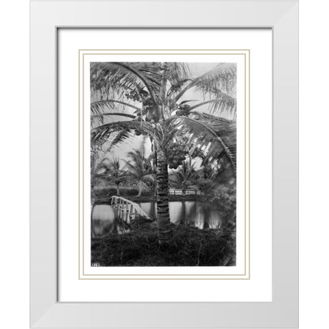 Coconut Palm, Hawaii, 1907-20 White Modern Wood Framed Art Print with Double Matting by Anonymous