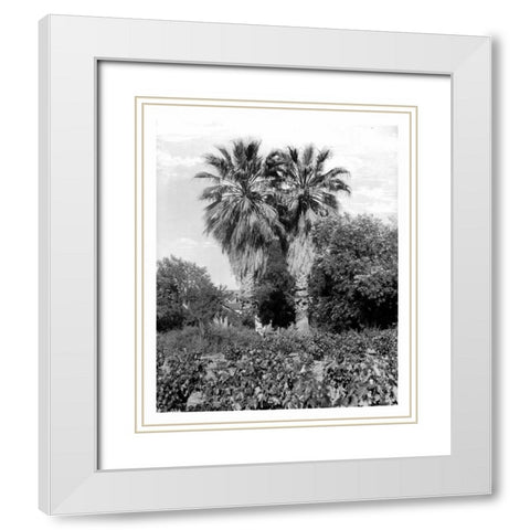 Old Palm Trees, South Pasadena, c1910 White Modern Wood Framed Art Print with Double Matting by Anonymous