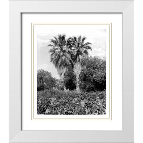 Old Palm Trees, South Pasadena, c1910 White Modern Wood Framed Art Print with Double Matting by Anonymous