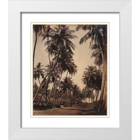 Coconut Palms, Coonoor India 1870 White Modern Wood Framed Art Print with Double Matting by Anonymous