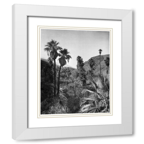 Palm Canyon, Palm Springs c,1903 White Modern Wood Framed Art Print with Double Matting by Anonymous