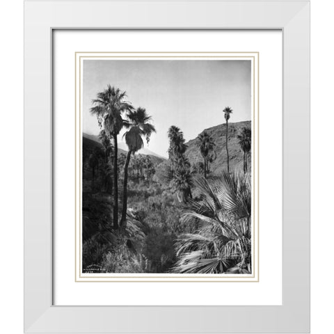 Palm Canyon, Palm Springs c,1903 White Modern Wood Framed Art Print with Double Matting by Anonymous