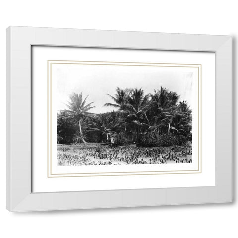 Taro fields, Date Palms, Hawaii 1907 White Modern Wood Framed Art Print with Double Matting by Anonymous