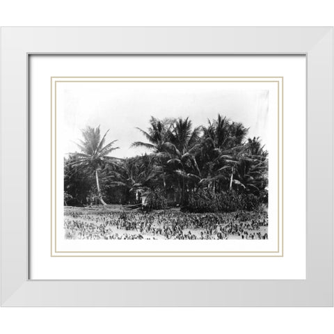 Taro fields, Date Palms, Hawaii 1907 White Modern Wood Framed Art Print with Double Matting by Anonymous