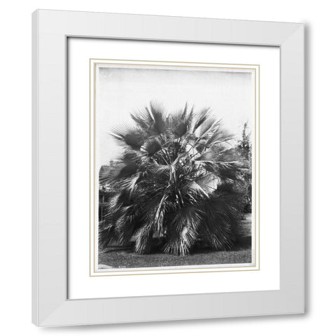 Blue Palm Tree, Figueroa St c1920 White Modern Wood Framed Art Print with Double Matting by Anonymous