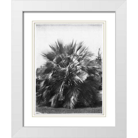 Blue Palm Tree, Figueroa St c1920 White Modern Wood Framed Art Print with Double Matting by Anonymous
