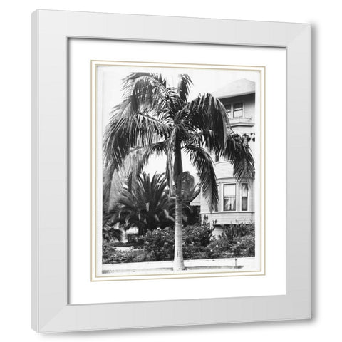Palm, Seaforchia Elygans, CA c 1920 White Modern Wood Framed Art Print with Double Matting by Anonymous