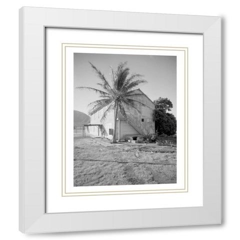 Palm Tree, Naval Magazine Bldg, Hawaii, c1907 White Modern Wood Framed Art Print with Double Matting by Anonymous