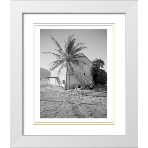 Palm Tree, Naval Magazine Bldg, Hawaii, c1907 White Modern Wood Framed Art Print with Double Matting by Anonymous