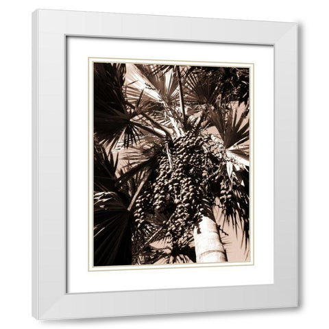 Date Palm, Mauritius White Modern Wood Framed Art Print with Double Matting by Blue, Cyril
