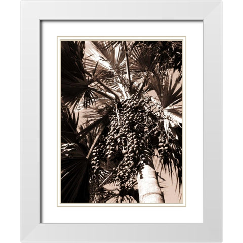 Date Palm, Mauritius White Modern Wood Framed Art Print with Double Matting by Blue, Cyril