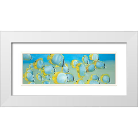 Butterfly Fishs White Modern Wood Framed Art Print with Double Matting by Atelier B Art Studio
