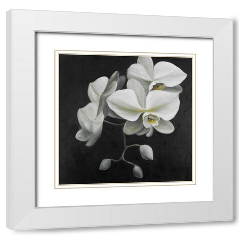 White Orchids White Modern Wood Framed Art Print with Double Matting by Atelier B Art Studio