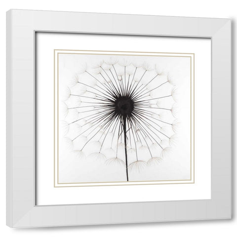 Dandelion White Modern Wood Framed Art Print with Double Matting by Atelier B Art Studio