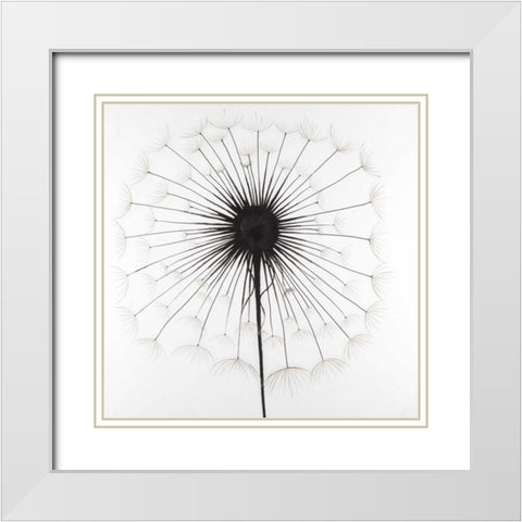 Dandelion White Modern Wood Framed Art Print with Double Matting by Atelier B Art Studio