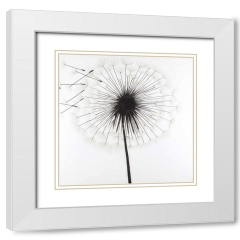 Silhouette of Dandelion White Modern Wood Framed Art Print with Double Matting by Atelier B Art Studio