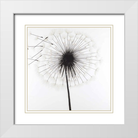 Silhouette of Dandelion White Modern Wood Framed Art Print with Double Matting by Atelier B Art Studio