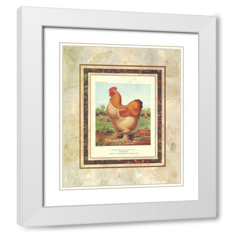 Buff. Cochin Cock, Cassells Poultry Book White Modern Wood Framed Art Print with Double Matting by Ludlow, J.W.
