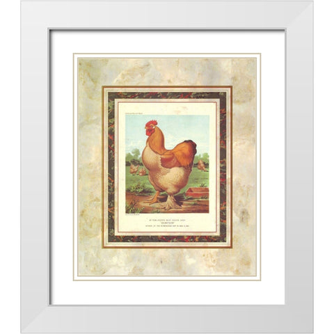 Buff. Cochin Cock, Cassells Poultry Book White Modern Wood Framed Art Print with Double Matting by Ludlow, J.W.