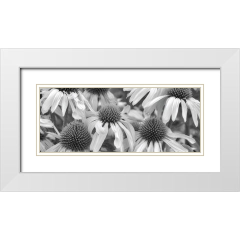 Echinacea Sunrise White Modern Wood Framed Art Print with Double Matting by Frates, Dennis