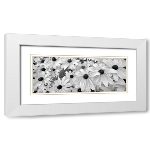 Black Eyed Susans White Modern Wood Framed Art Print with Double Matting by Frates, Dennis