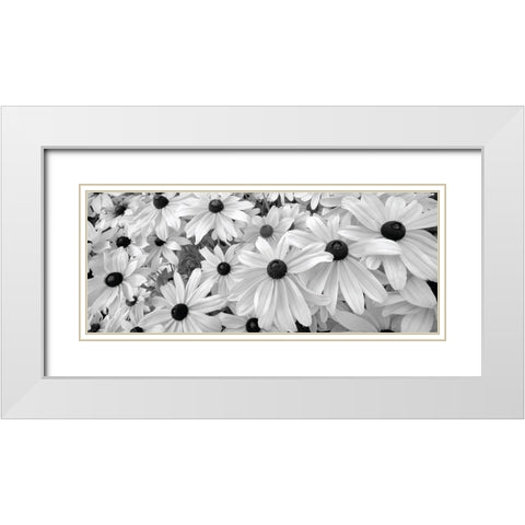 Black Eyed Susans White Modern Wood Framed Art Print with Double Matting by Frates, Dennis