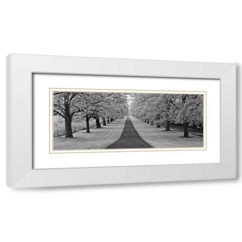 Maple Lined Road White Modern Wood Framed Art Print with Double Matting by Frates, Dennis