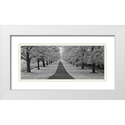 Maple Lined Road White Modern Wood Framed Art Print with Double Matting by Frates, Dennis