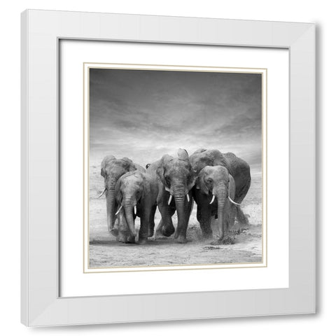 Elephant Herd White Modern Wood Framed Art Print with Double Matting by Byrdyak, V.