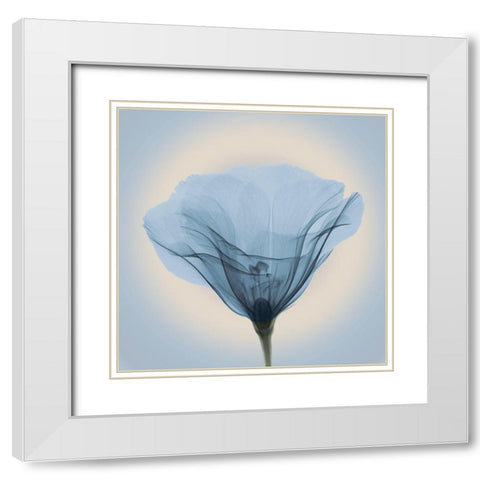 Poppy in Lace, Blue White Modern Wood Framed Art Print with Double Matting by Anonymous