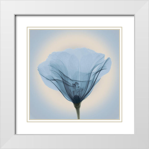 Poppy in Lace, Blue White Modern Wood Framed Art Print with Double Matting by Anonymous