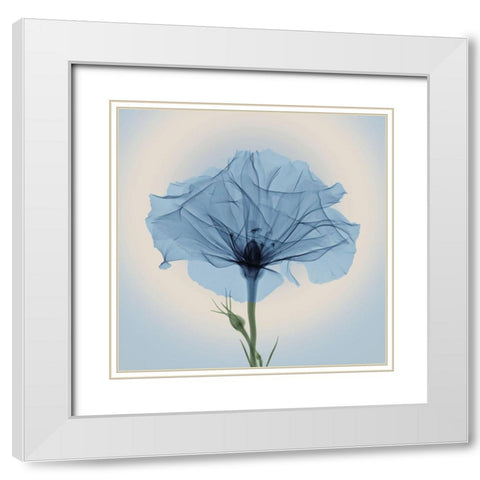Bud in Bloom, Blue White Modern Wood Framed Art Print with Double Matting by Anonymous