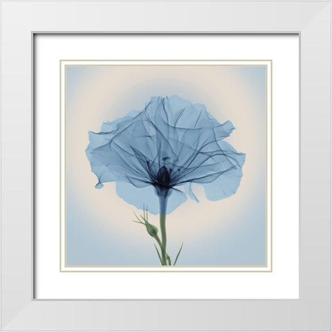 Bud in Bloom, Blue White Modern Wood Framed Art Print with Double Matting by Anonymous